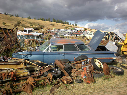 Impalas in Tekoa, WA