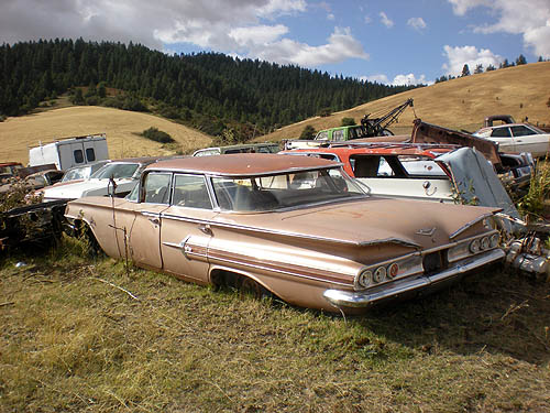 Impalas in Tekoa, WA